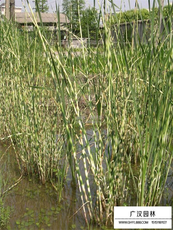 花葉水蔥