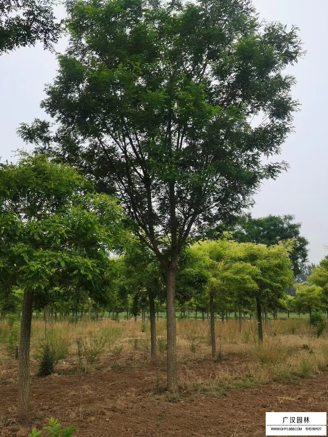 國槐樹