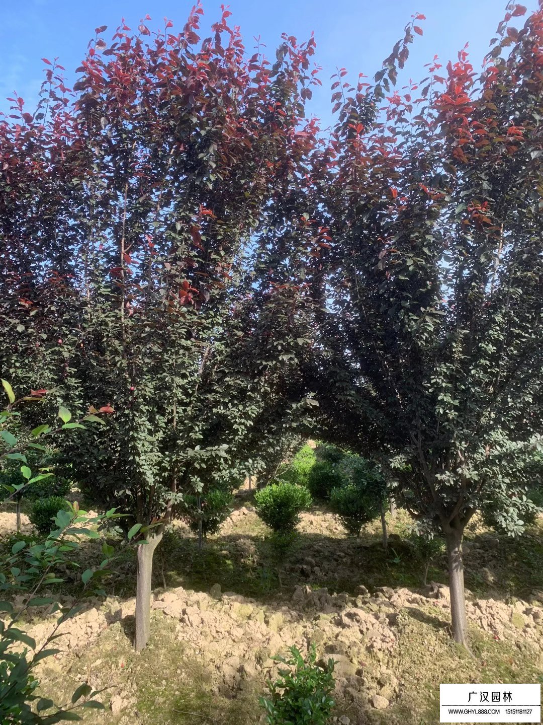 紅葉李