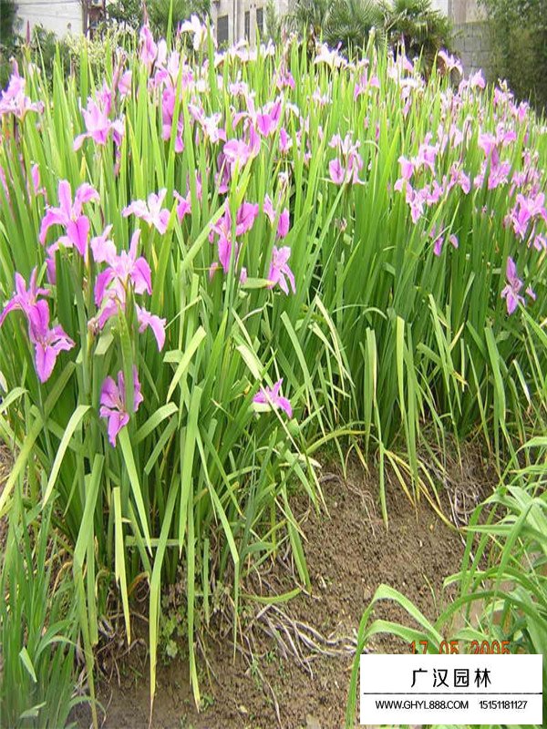 紫花鳶尾