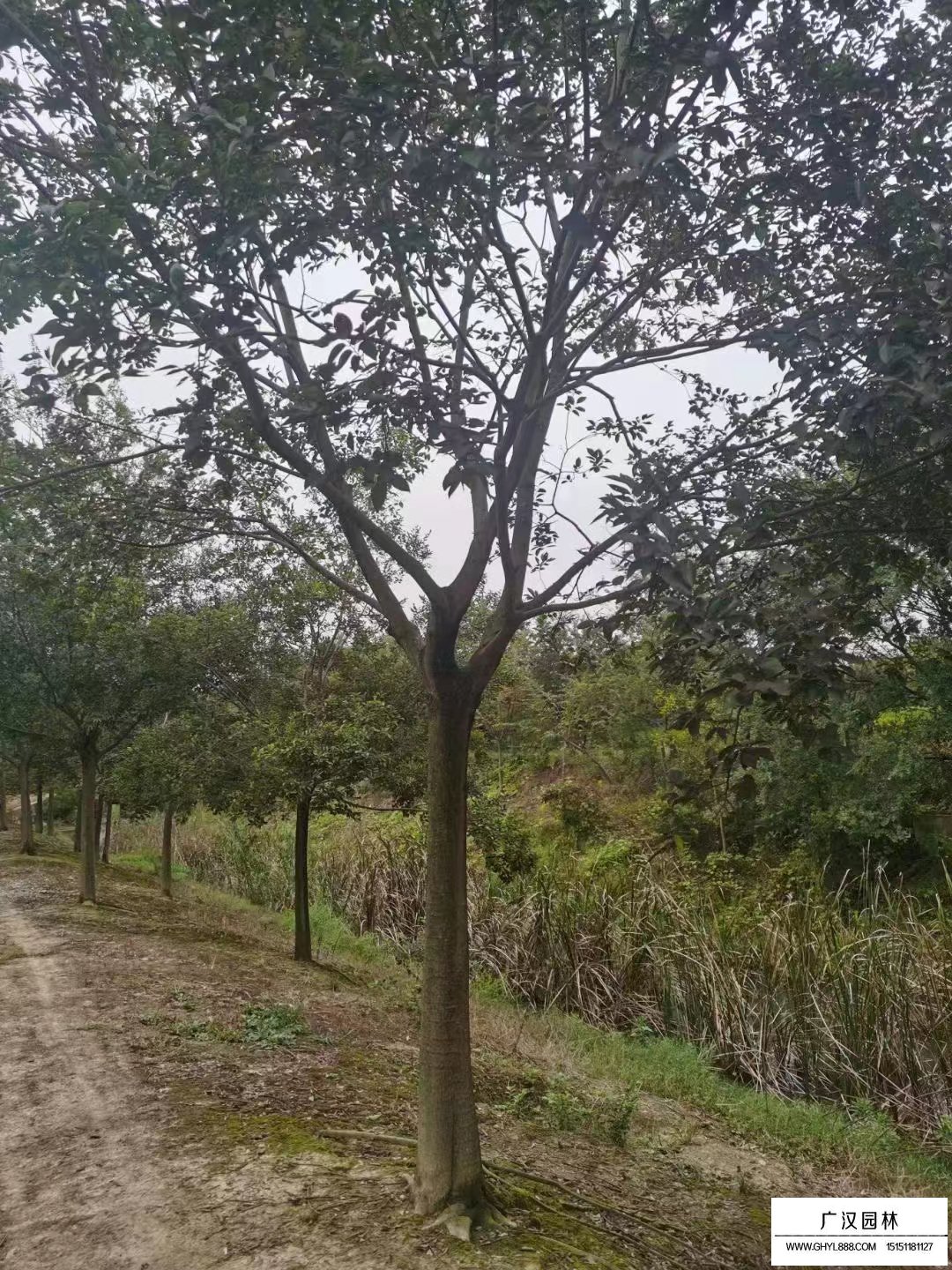 樸樹