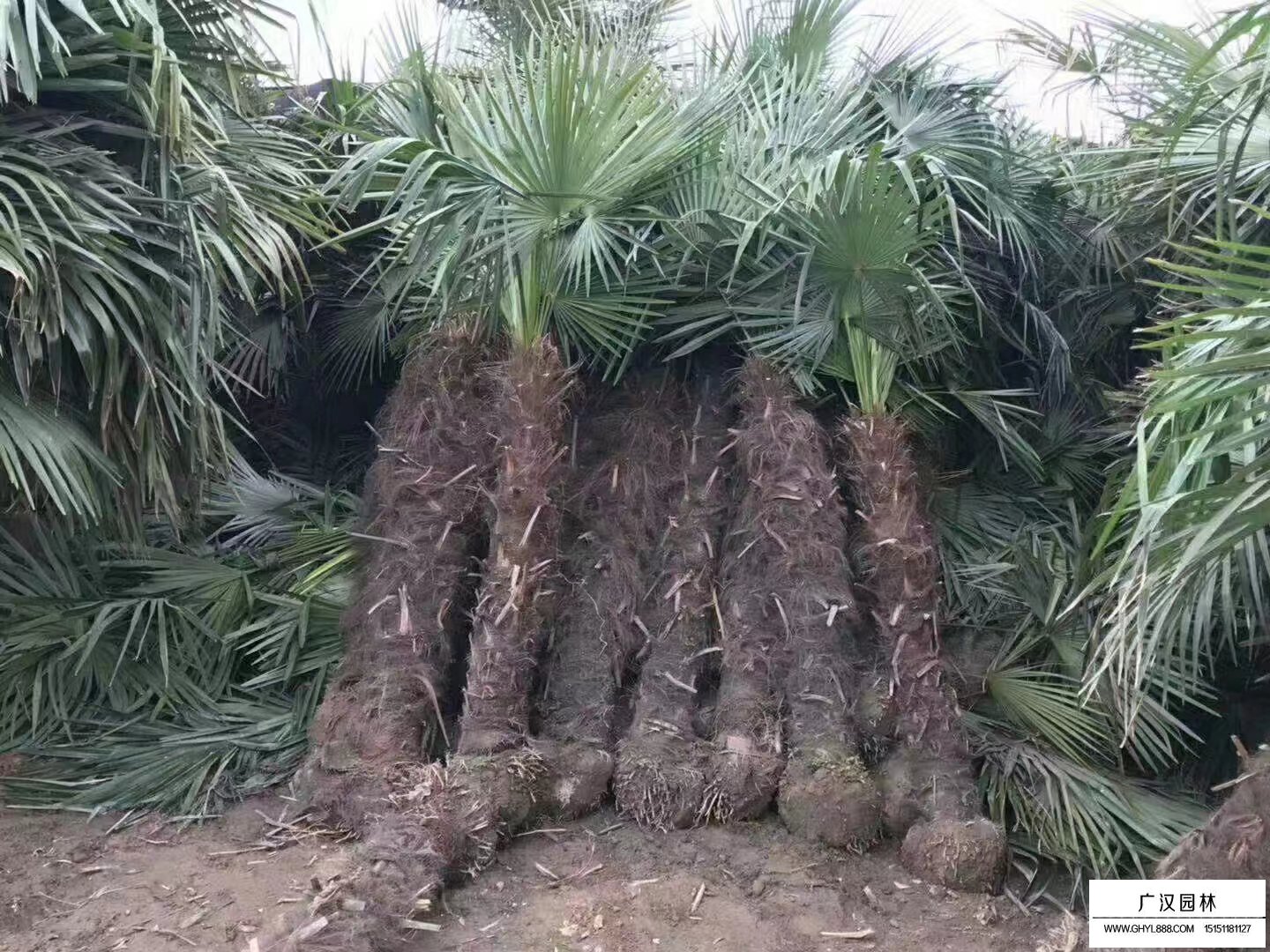 棕櫚樹
