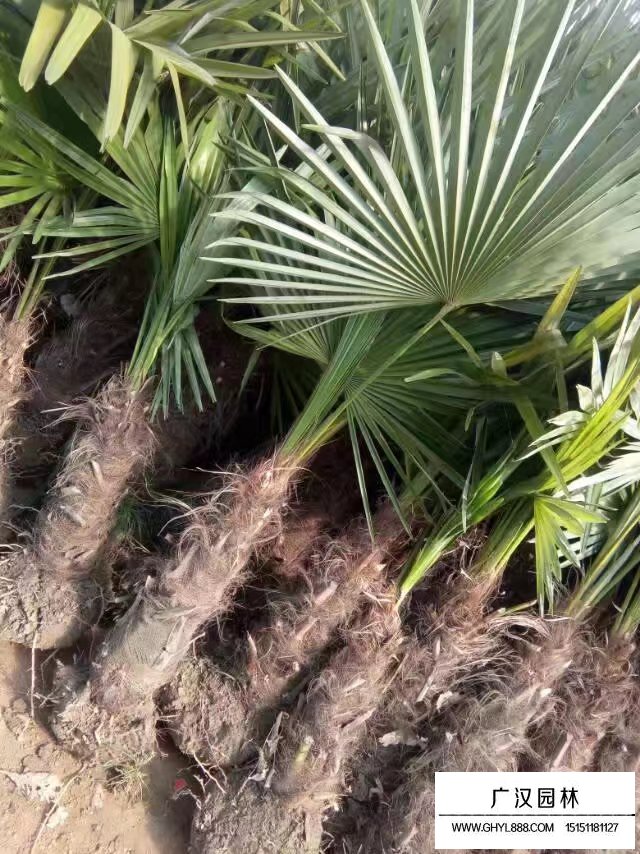 棕櫚樹