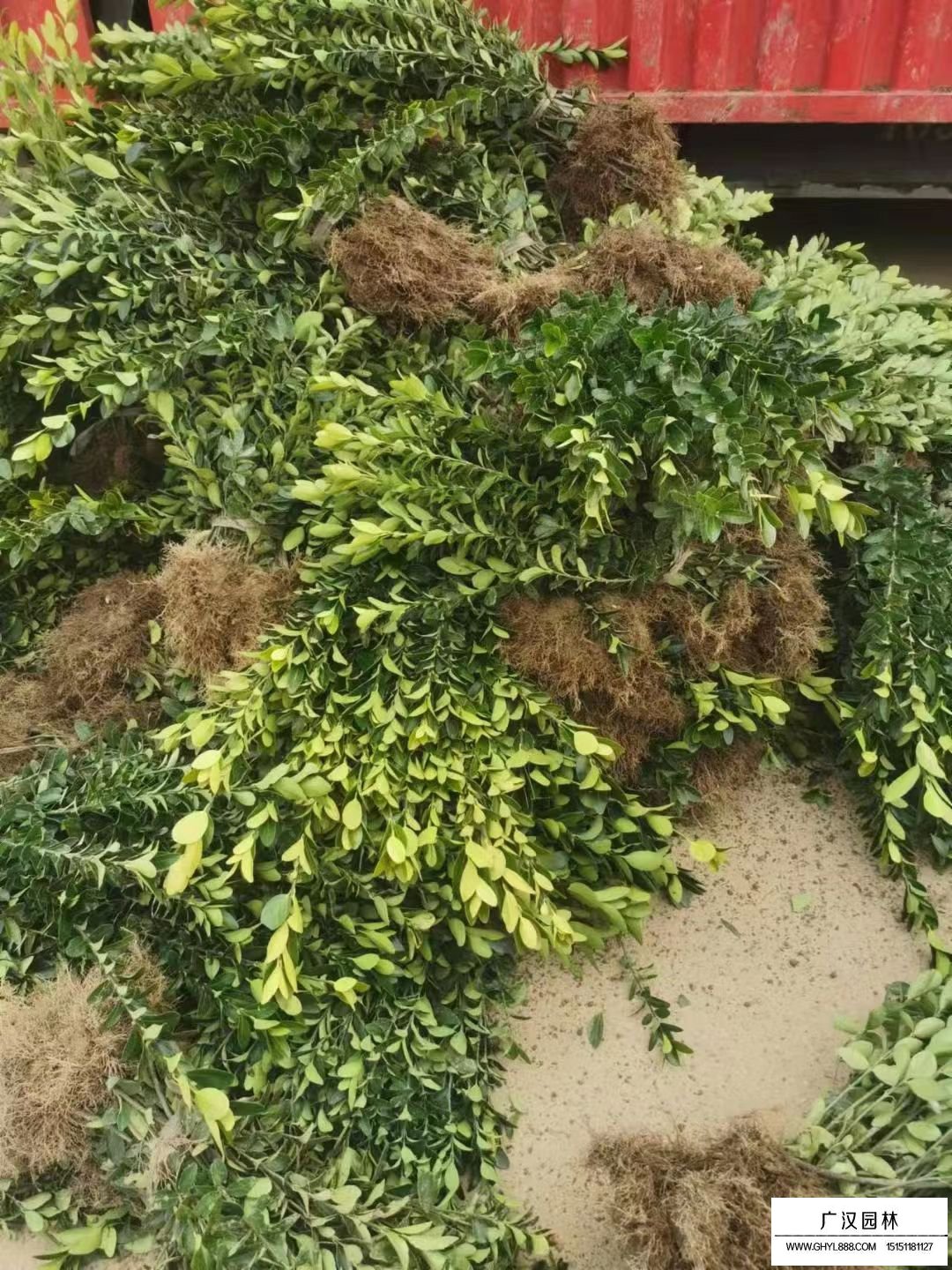 大葉黃楊