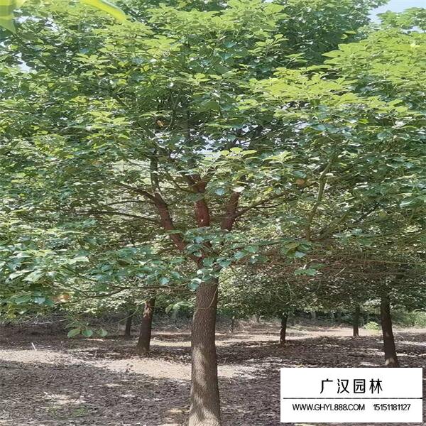香樟樹