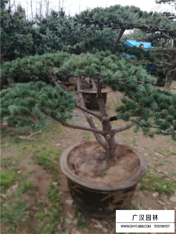 五針松