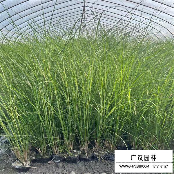 細葉芒