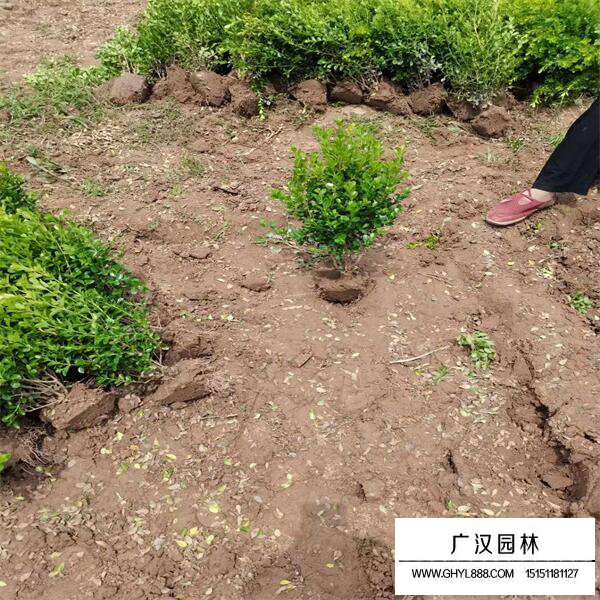 小葉黃楊