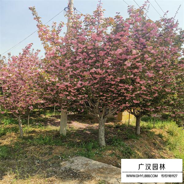 櫻花樹