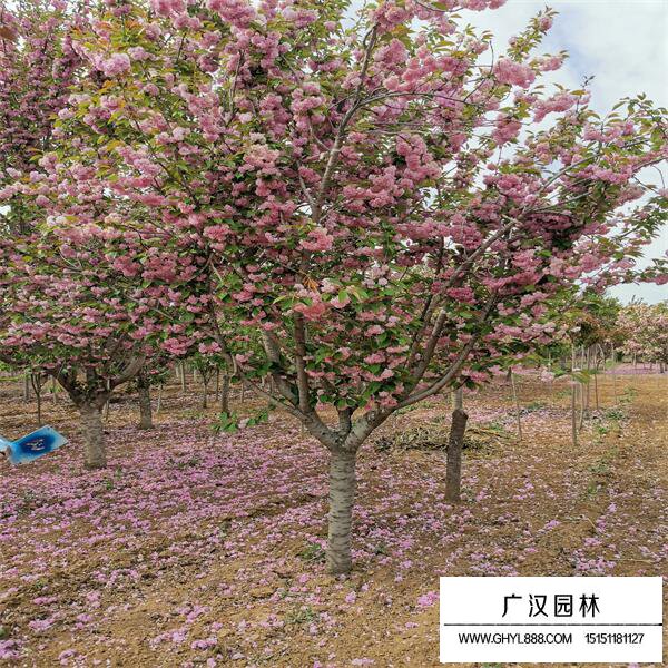 櫻花樹