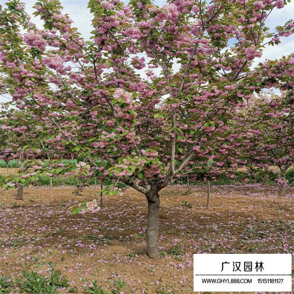 櫻花樹