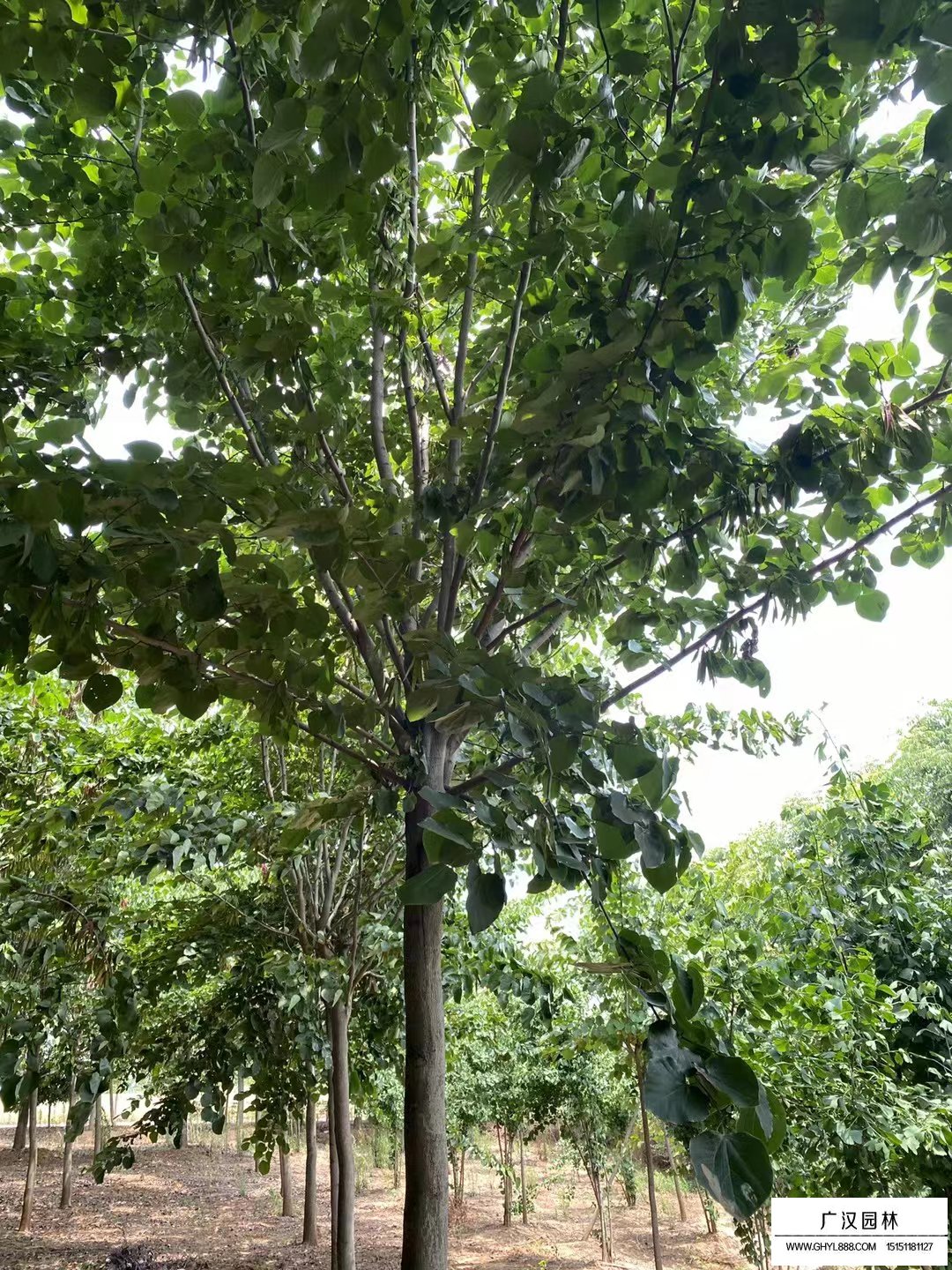巨紫荊