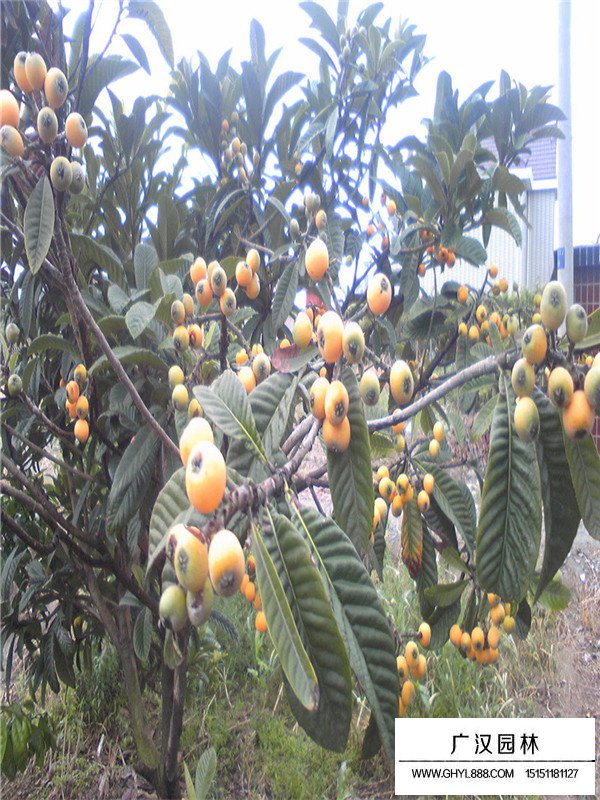 枇杷樹