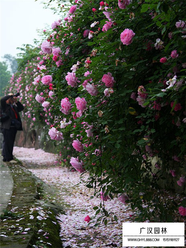 薔薇花