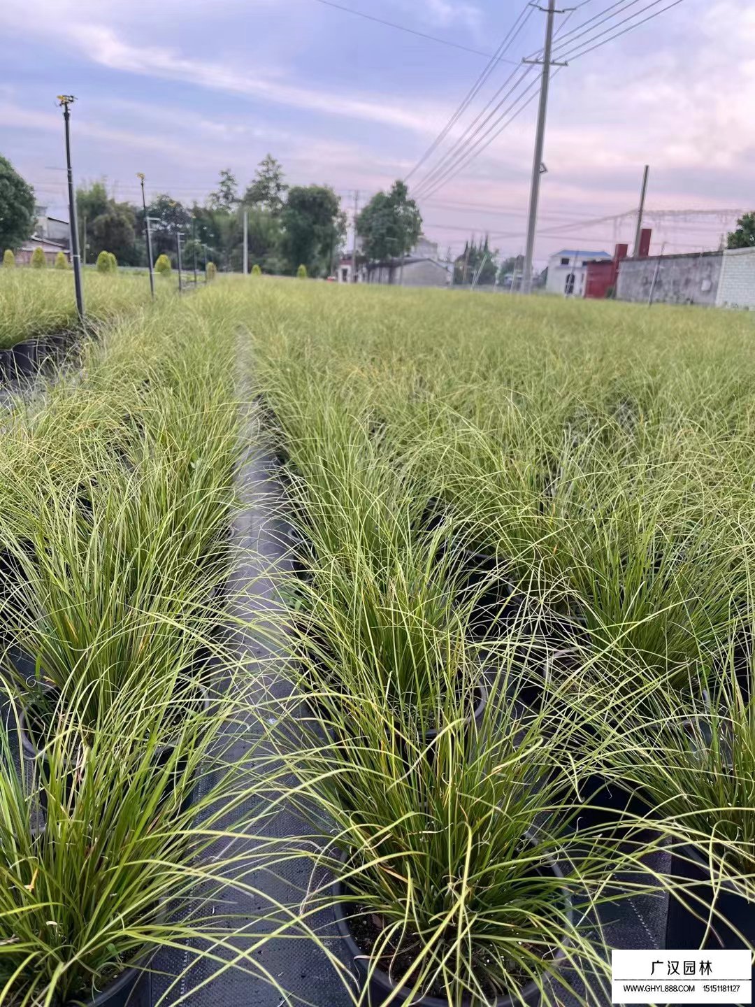 鳳凰綠苔草