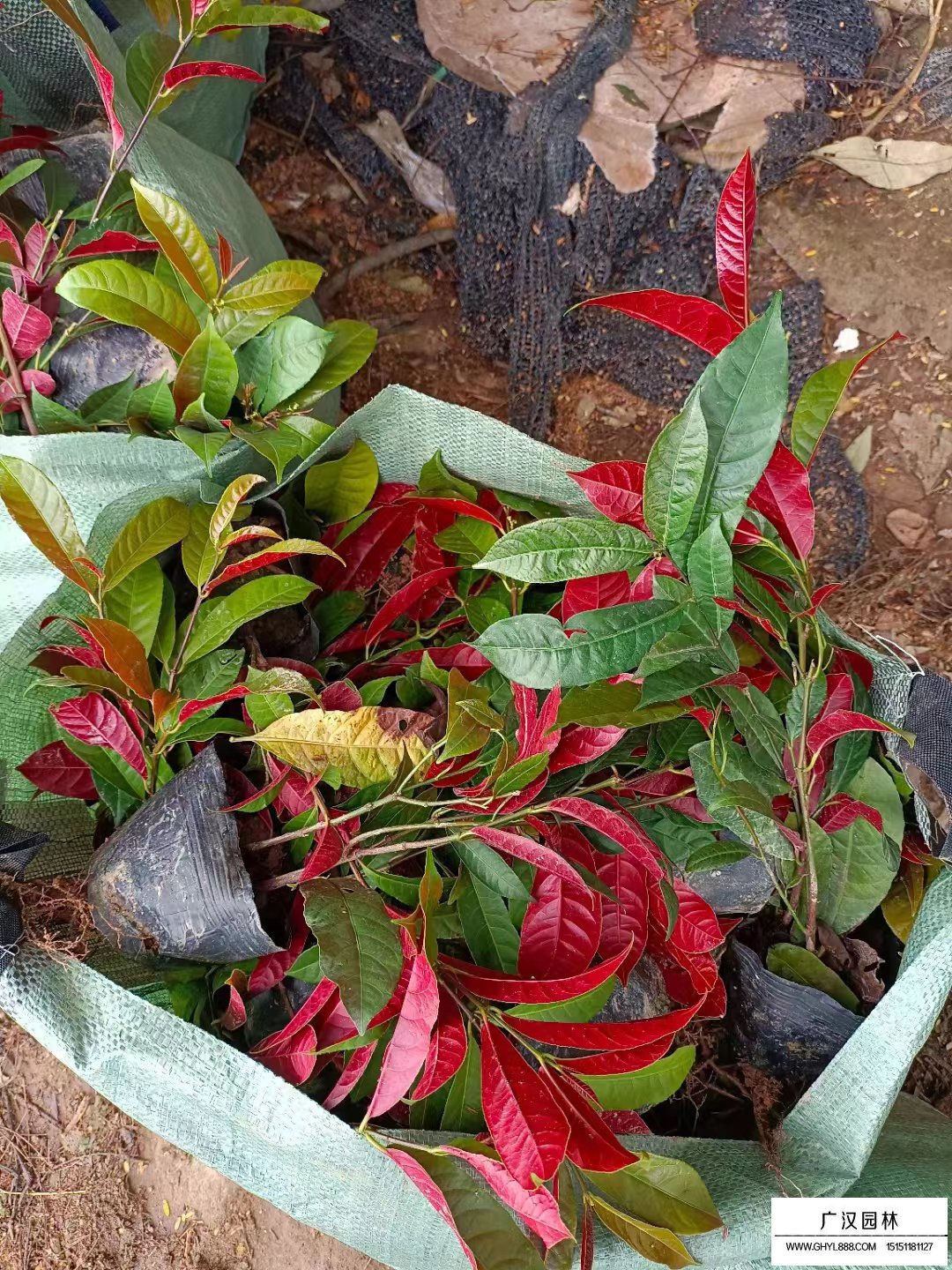 紅背桂