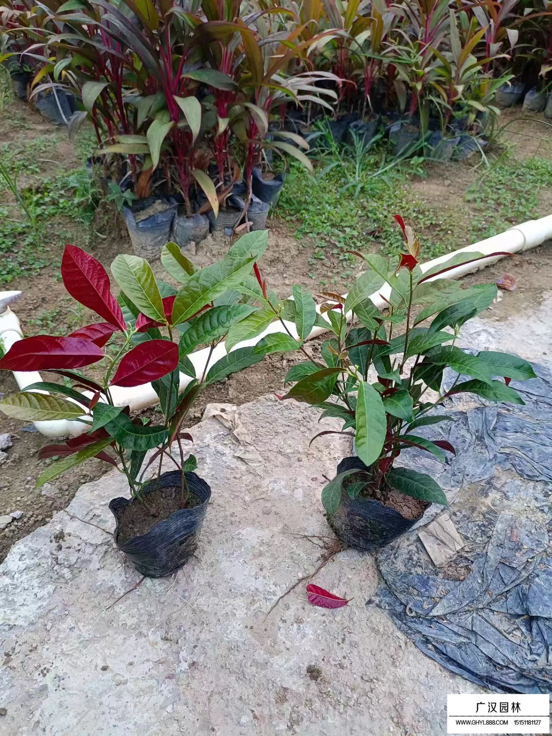 紅背桂
