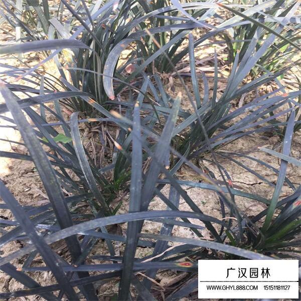 黑麥冬