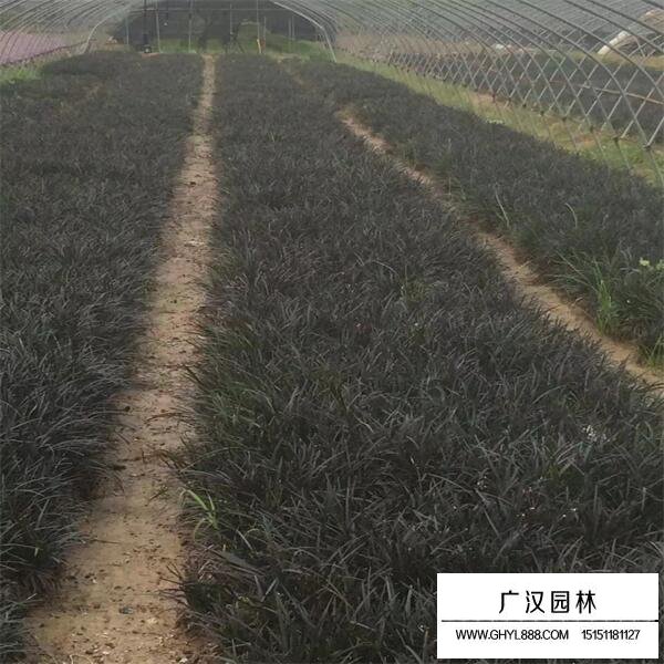 黑麥冬