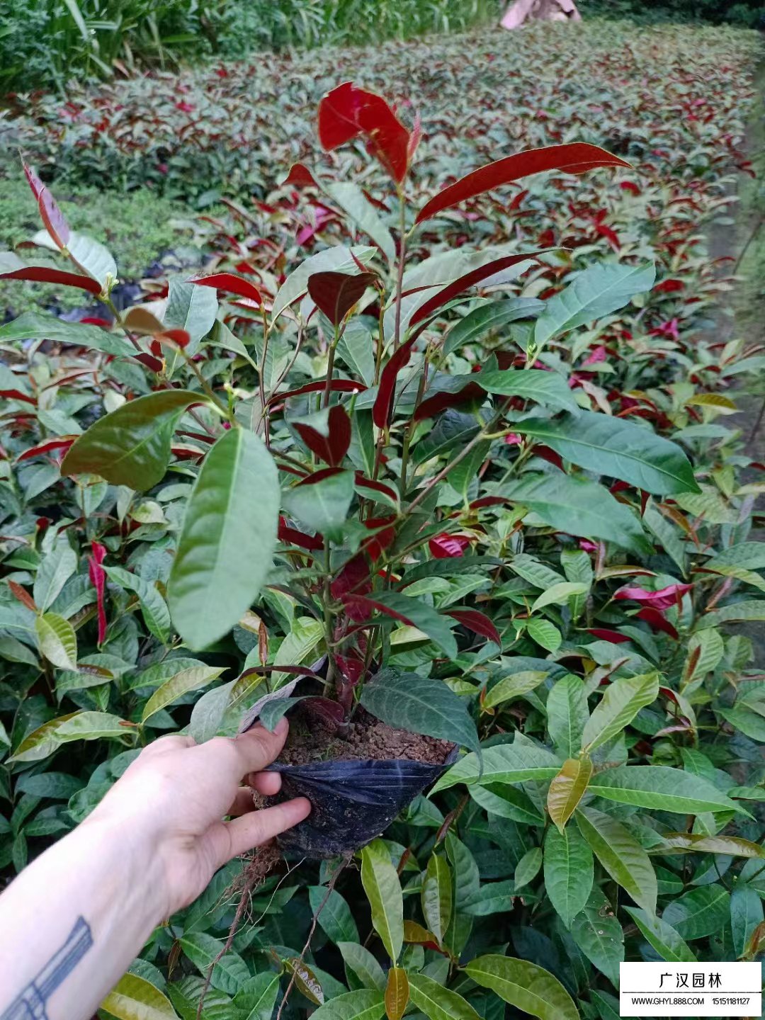 紅背桂