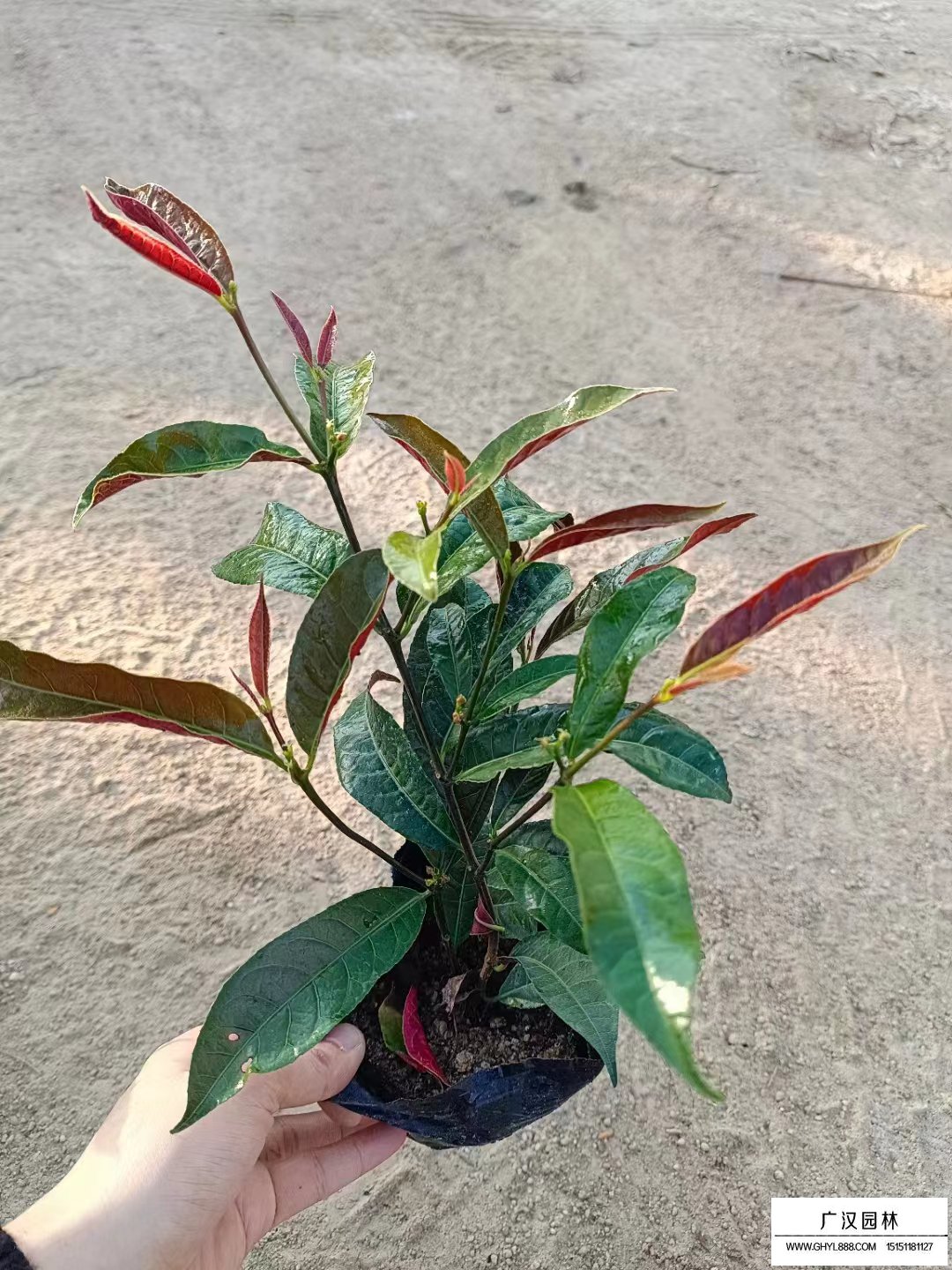 紅背桂