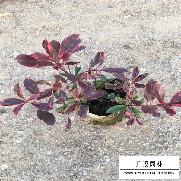 花葉石楠