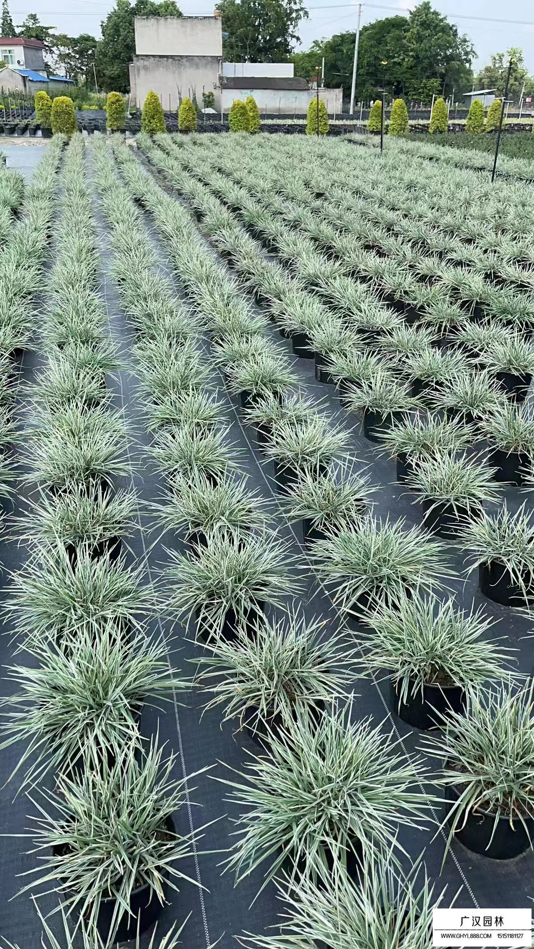 花葉燕麥草