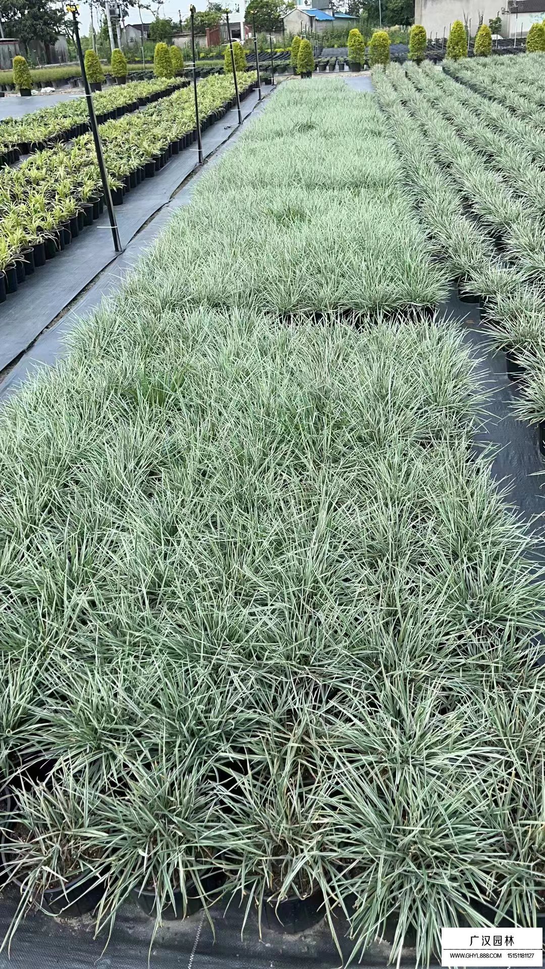 花葉燕麥草