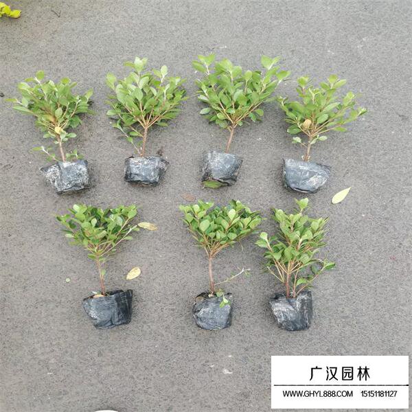 毛鵑