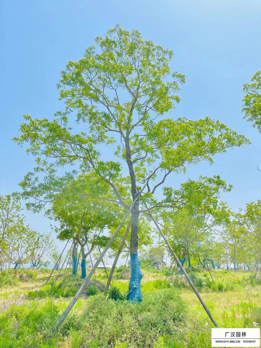 烏桕樹