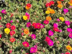 太陽花