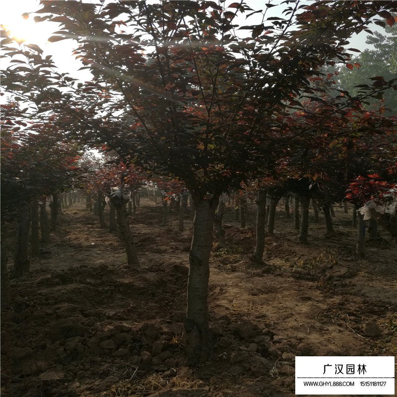 美人梅多少錢