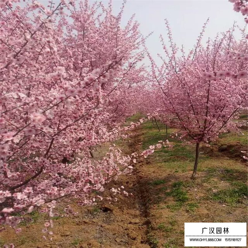 美人梅零售價格