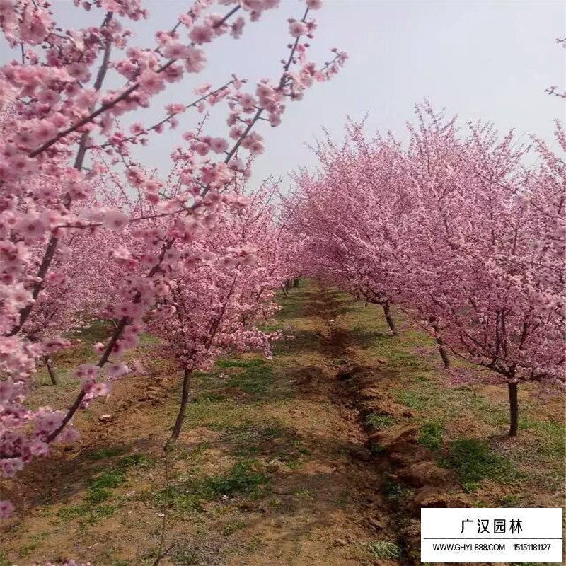 美人梅價格