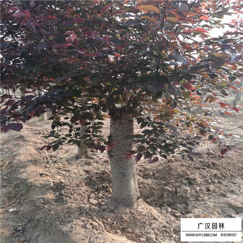 美人梅產地