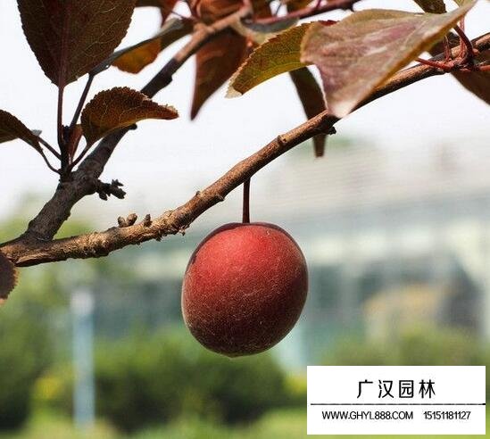 美人梅果實
