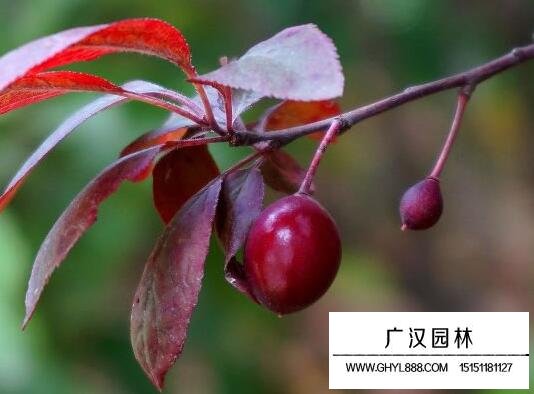 紅葉李果實