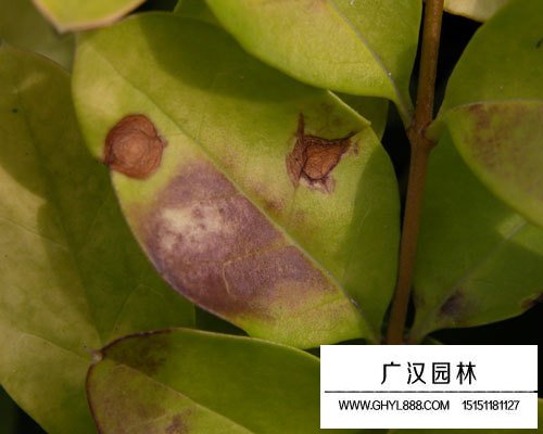 金葉女貞褐斑病