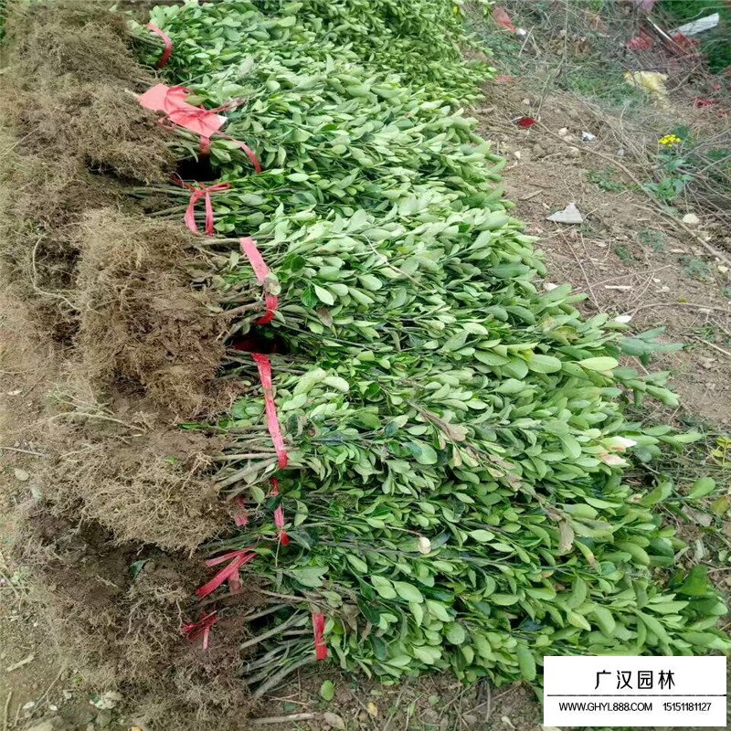 大葉黃楊
