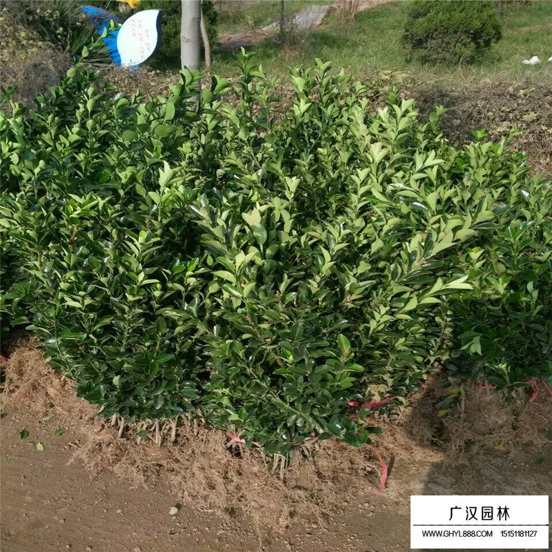 大葉黃楊