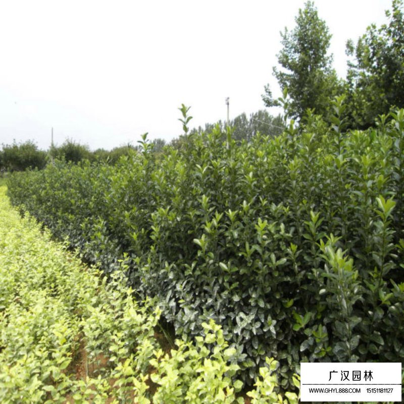 大葉黃楊苗