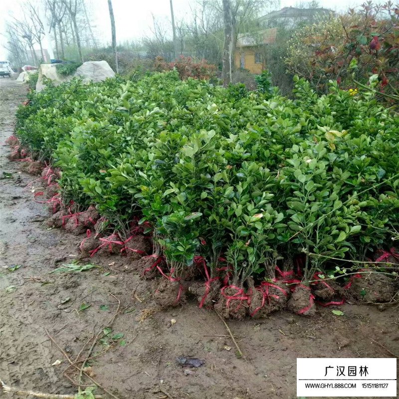 大葉黃楊苗