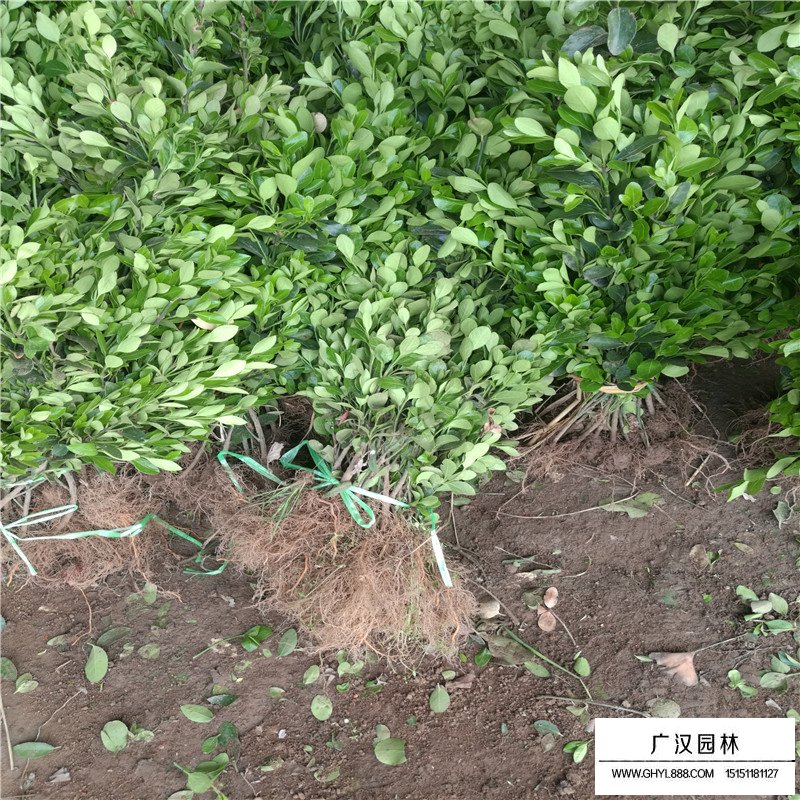 大葉黃楊苗
