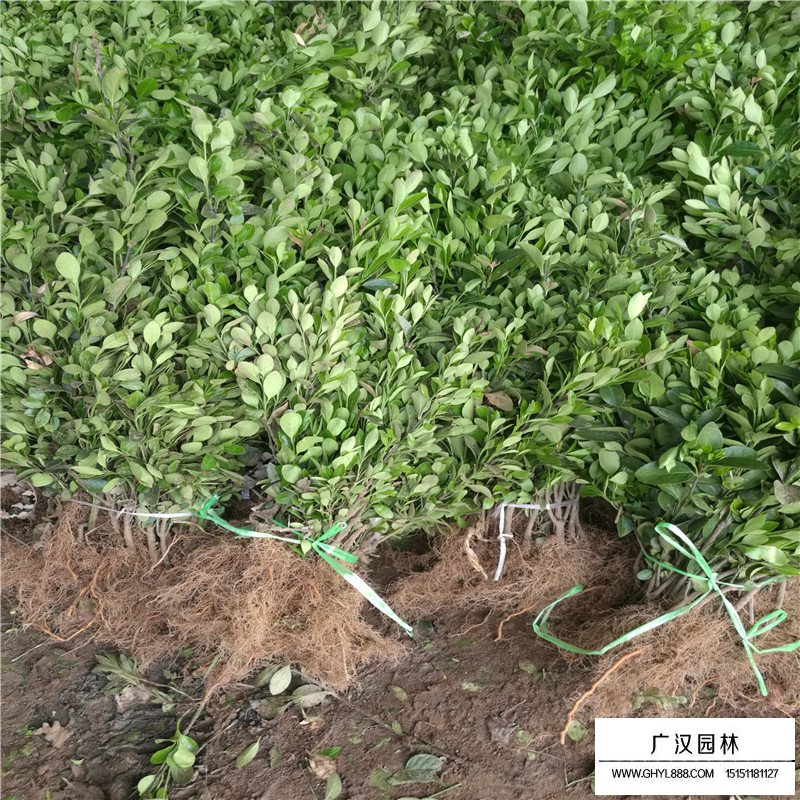 大葉黃楊苗