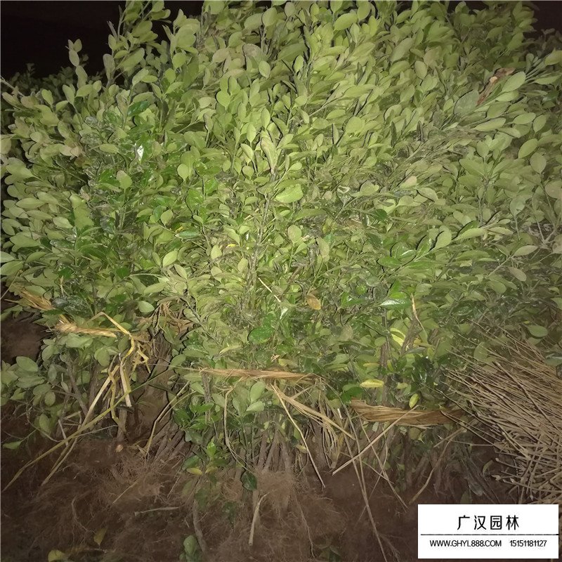 大葉黃楊苗