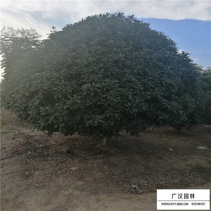 獨桿石楠