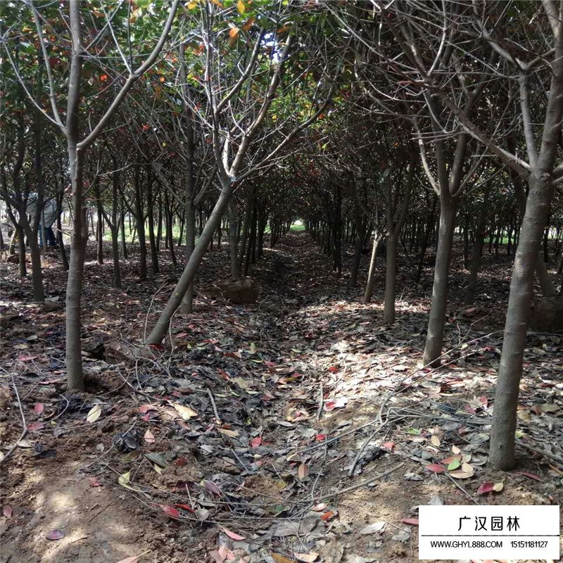 獨桿石楠價格行情