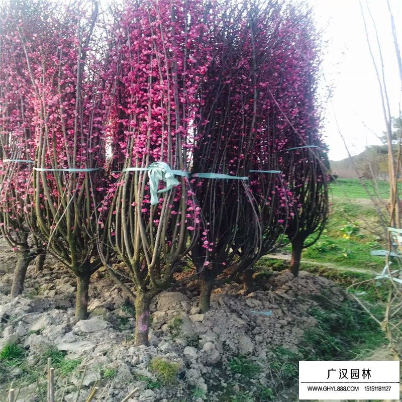 紅梅在熱銷季節的市場行情