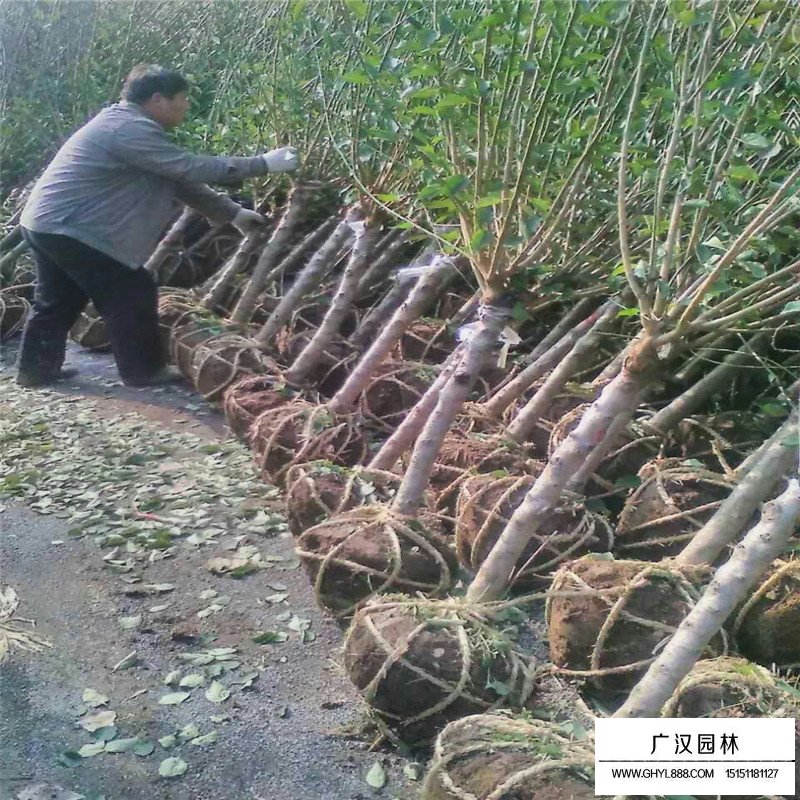 紅梅價格