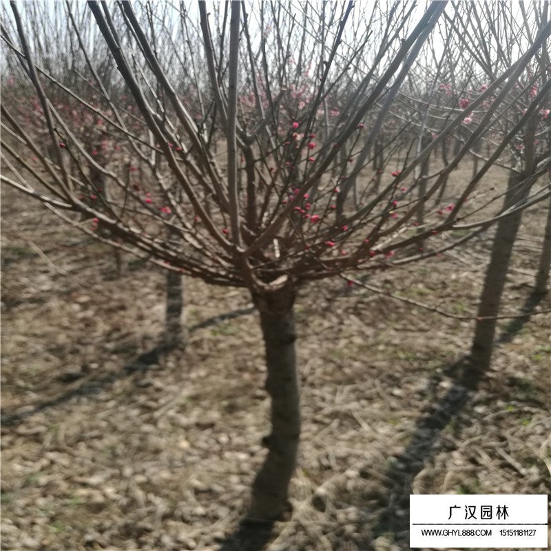 紅梅價格